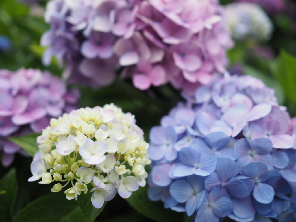 f:id:tanico:20180617121908j:plain f:id:tanico:20180617121908j:plain