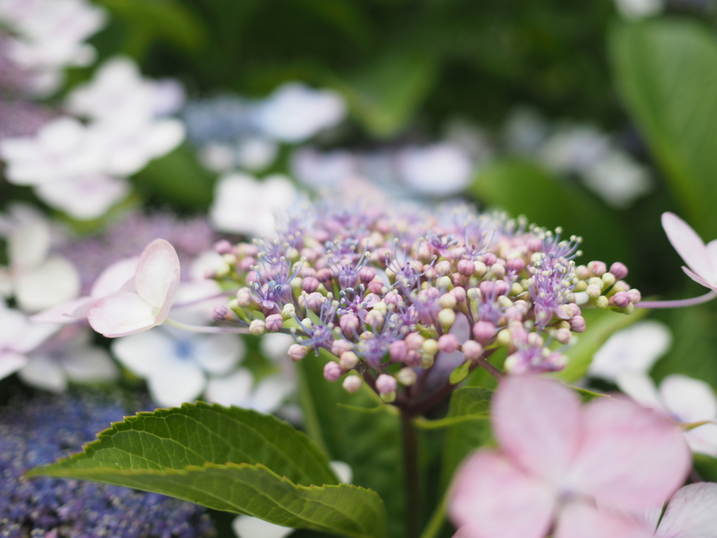 f:id:tanico:20180617122140j:plain f:id:tanico:20180617122140j:plain