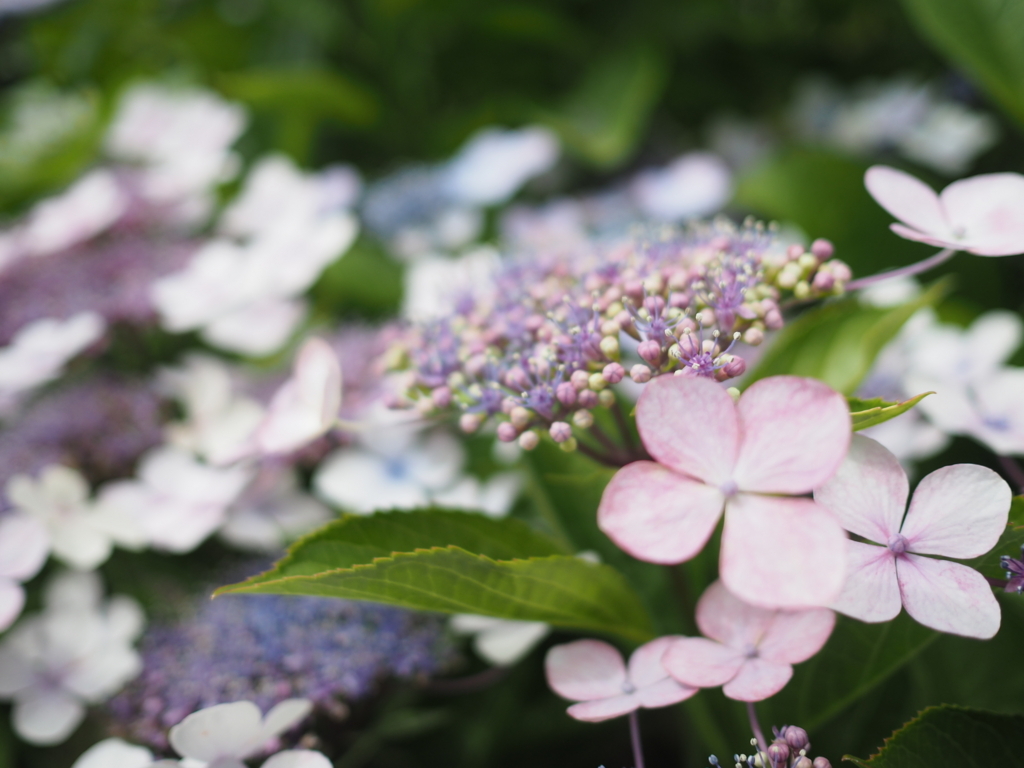 f:id:tanico:20180617122201j:plain f:id:tanico:20180617122201j:plain