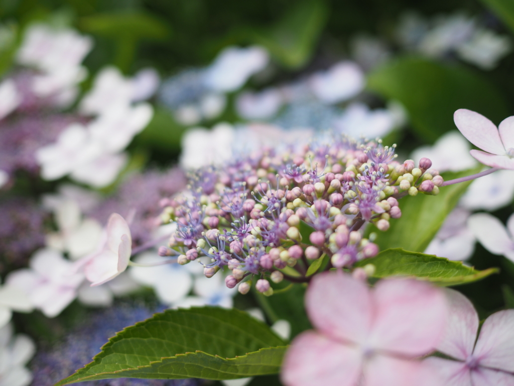 f:id:tanico:20180617122224j:plain f:id:tanico:20180617122224j:plain