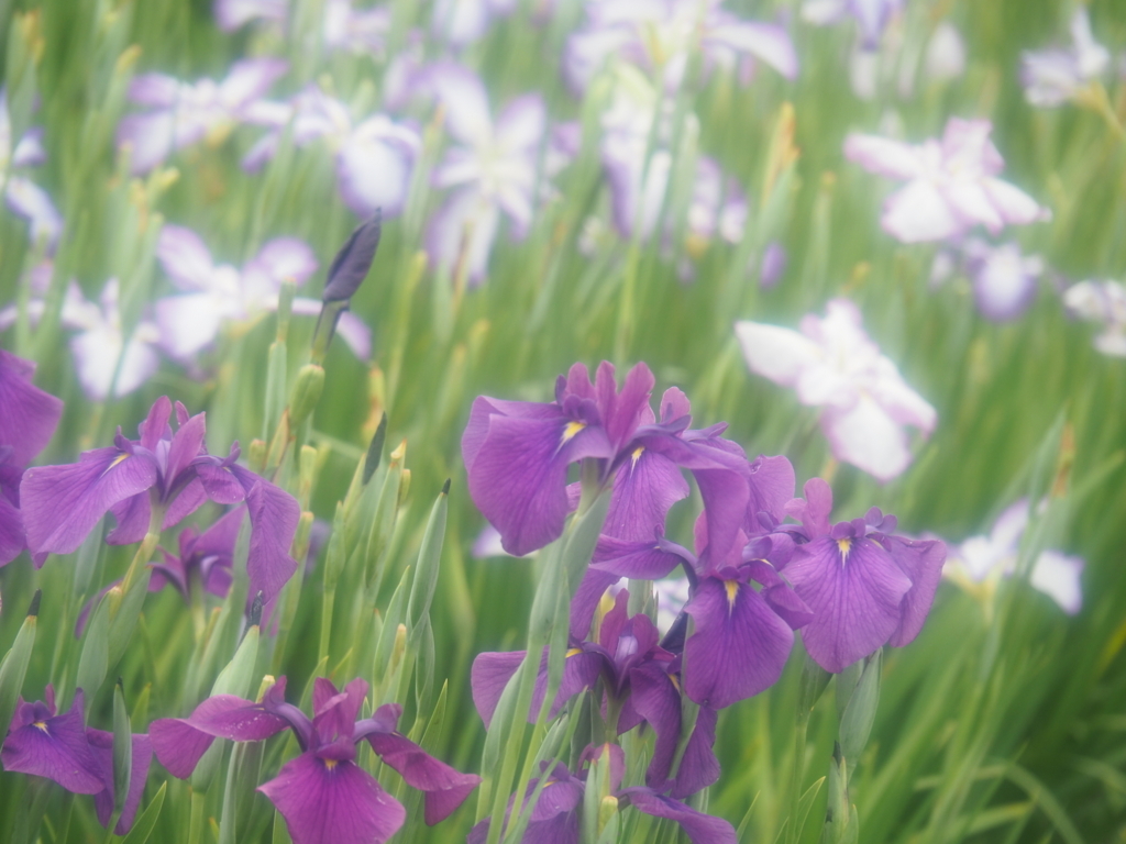 f:id:tanico:20180617145524j:plain