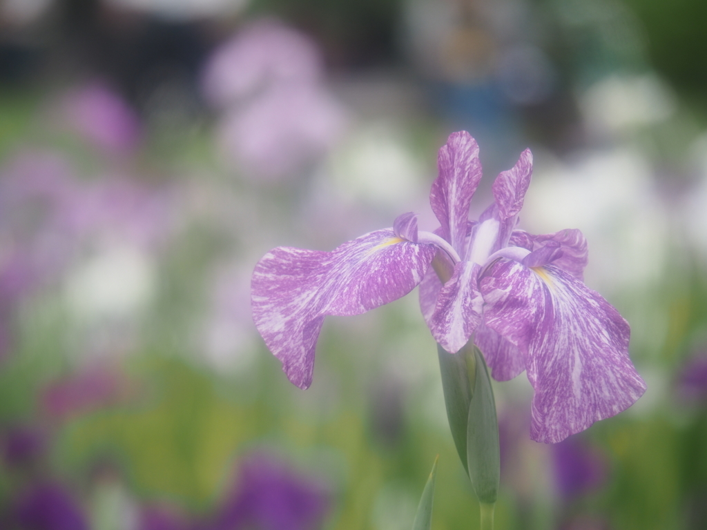 f:id:tanico:20180617150037j:plain