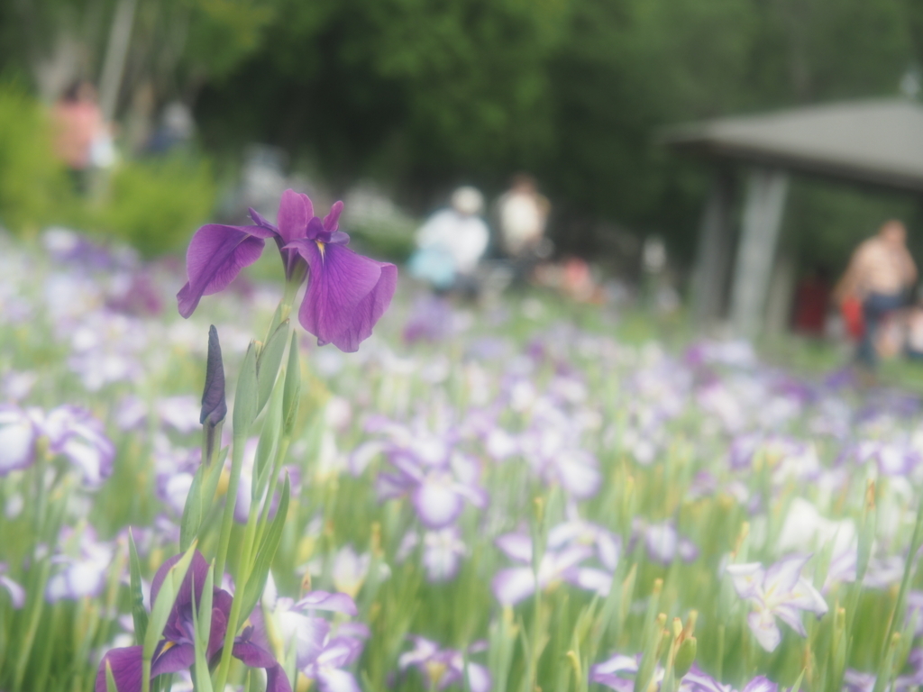 f:id:tanico:20180617150526j:plain