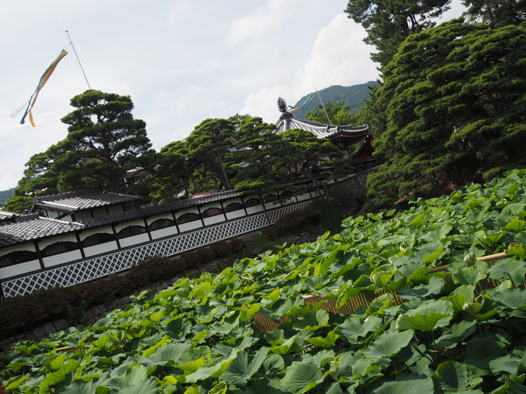 f:id:tanico:20180621143629j:plain