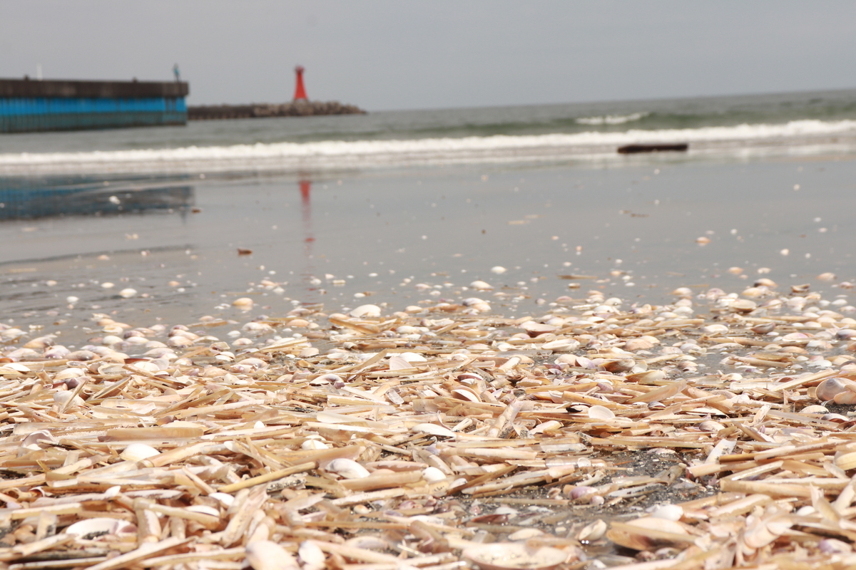 浜辺、海、海辺