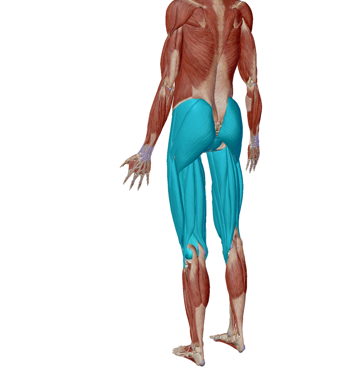 大腿部、お尻、筋肉、鍛える