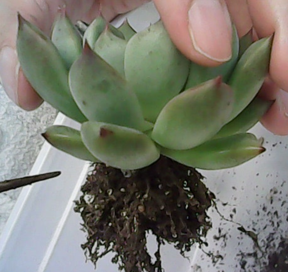 15日目 葉挿しのもぎり方ってどうやるの 多肉植物を素人がじっと見てみました