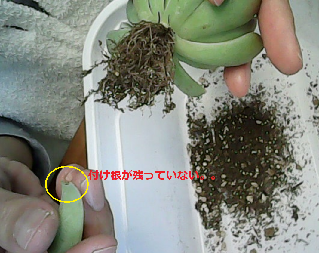 f:id:tanikufocus:20201028105345p:plain