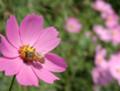 コスモス