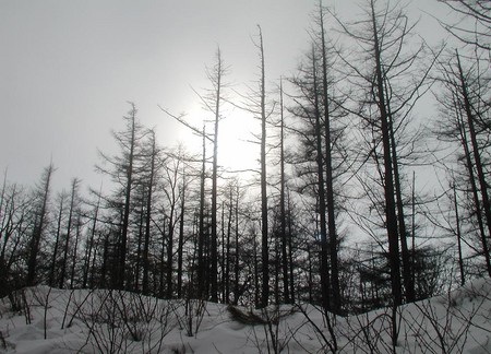 f:id:tanimon:20070210153735j:image