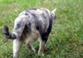 お隣の猫５
