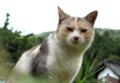 お隣の猫２