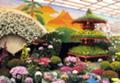 須坂菊花展２