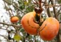 11.11秋の柿