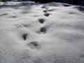 あしあと、猫？