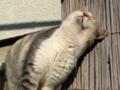 猫ものんびり
