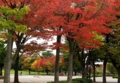 公園の紅葉