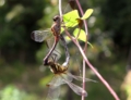 トンボも恋の季節