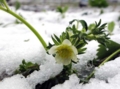 苺の花に雪