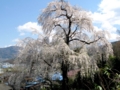 秋葉神社近くのしだれ桜