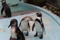 脱走ペンギンは真ん中のボク