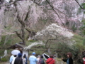 高顕寺の桜