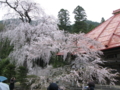 長&#29573;寺の枝垂れ桜