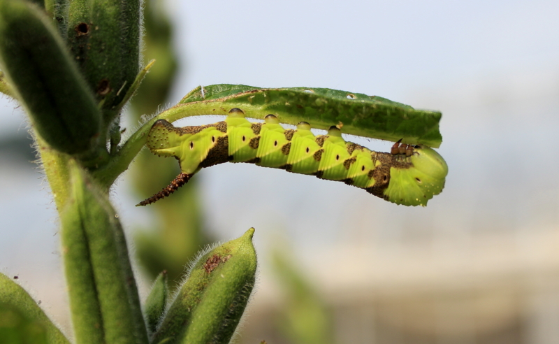 ゴマ に つく 虫