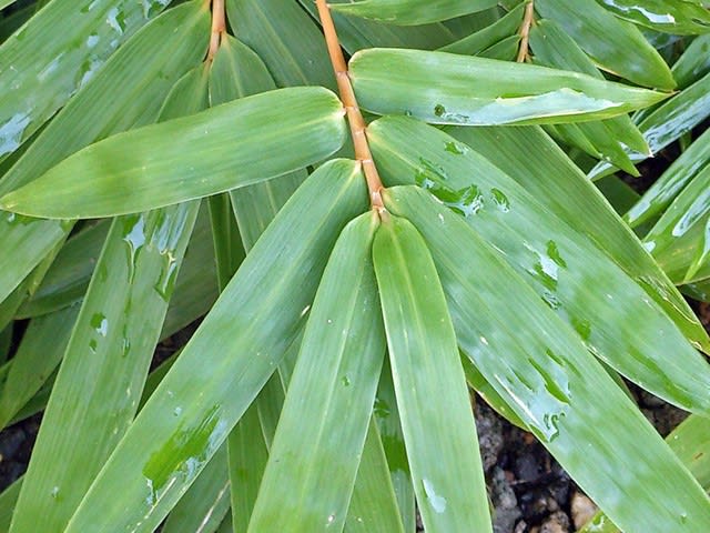 竹の水揚げ│「竹庭と竹・笹」 - 花紅柳緑～院長のBLOG