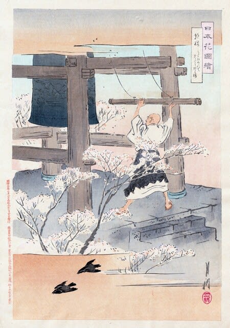 朝桜│日本花図会 - 花紅柳緑～院長のBLOG