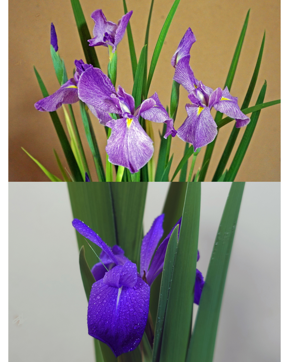 花菖蒲と杜若の二番花