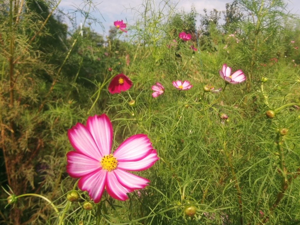 f:id:tanisuke1234:20181017210136j:plain f:id:tanisuke1234:20181017210136j:plain