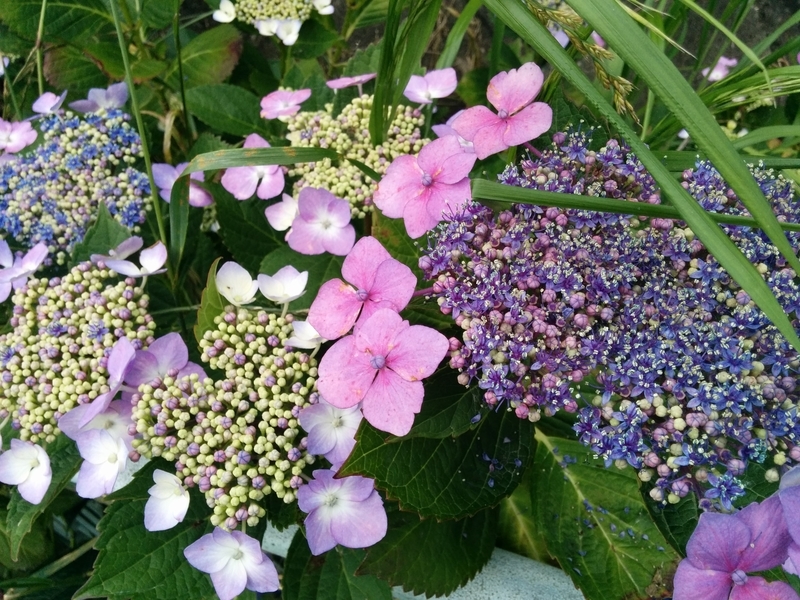 f:id:tanisuke1234:20190614070226j:plain