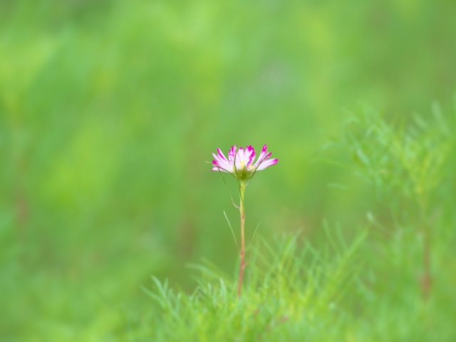 f:id:tanisuke1234:20211027083804j:plain