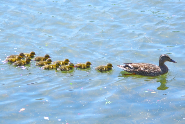 水面に浮かび,親鳥を先頭に列をなしてその後を追うこどものカルガモたち