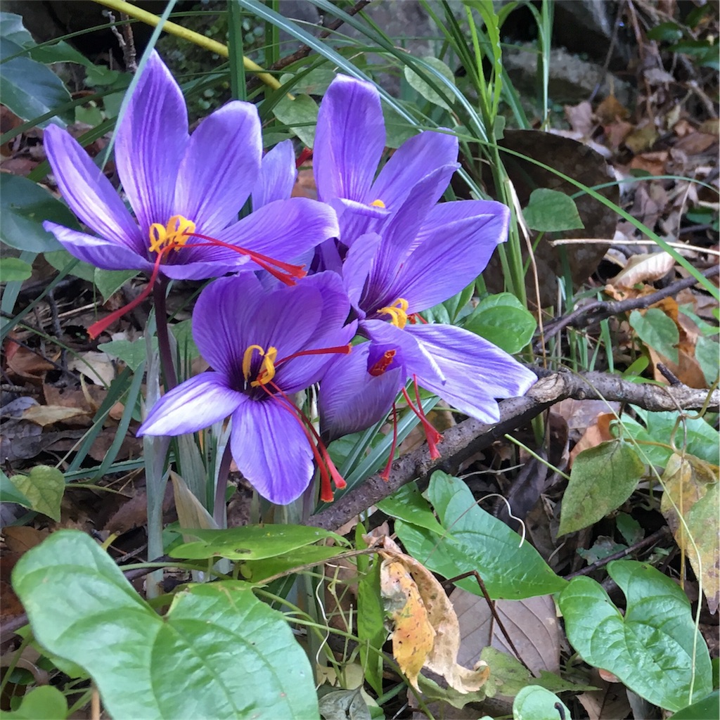 f:id:tankakanta:20171104212117j:plain f:id:tankakanta:20171104212117j:plain