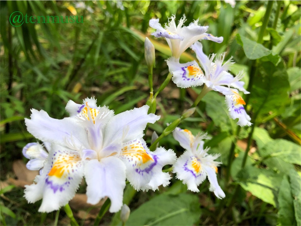 ムラサキダイコンや花菖蒲 散歩で知った季節の花 てんむすのいろんな話
