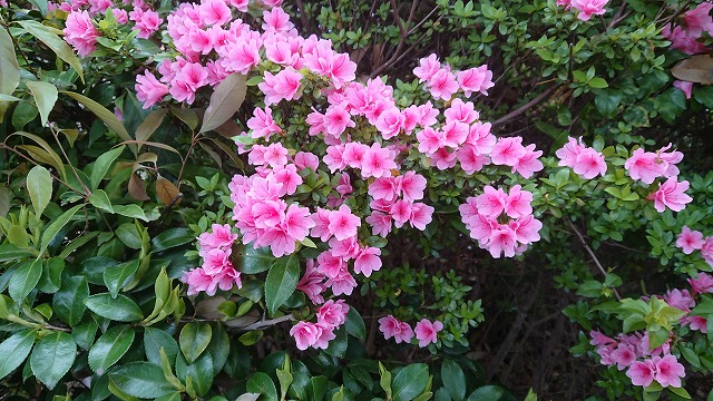 f:id:tano_oka2:20190506142819j:plain f:id:tano_oka2:20190506142819j:plain