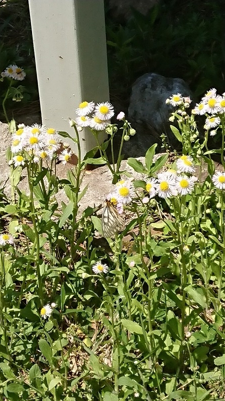 f:id:tano_oka2:20190529221243j:plain f:id:tano_oka2:20190529221243j:plain
