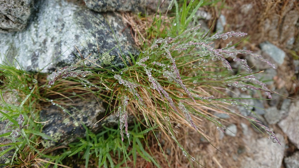 f:id:tano_oka2:20190729205538j:plain