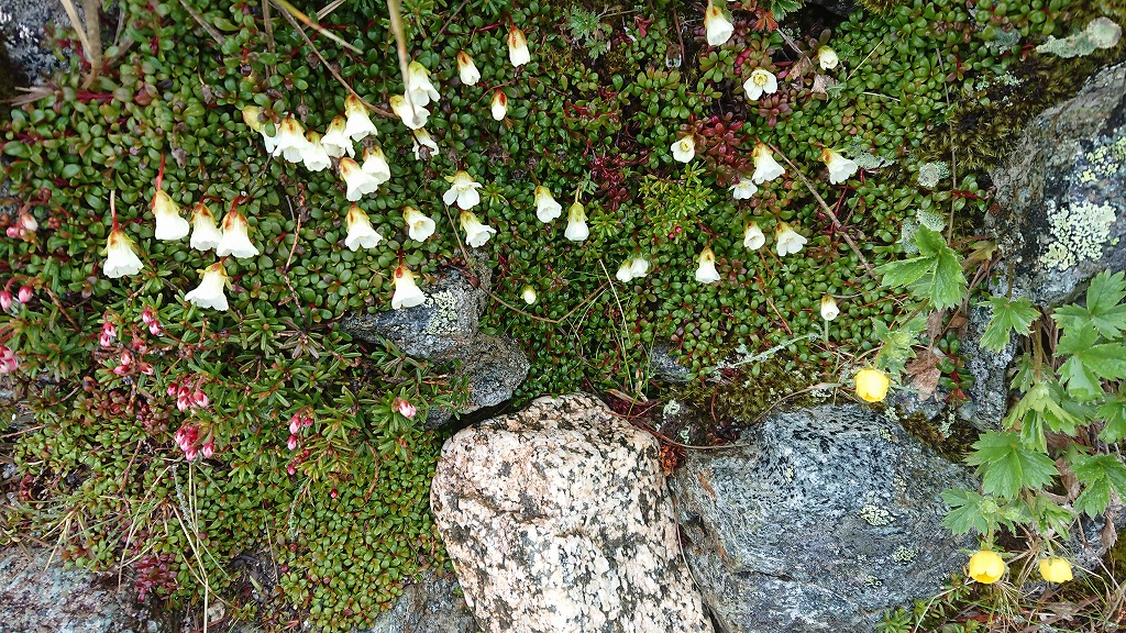 f:id:tano_oka2:20190729205548j:plain