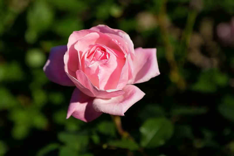 植物の霊視 植物の中でも薔薇はちょっと要注意ですけれど 植物とのご縁を大切に Tanoroshi 植物の霊視 植物の中でも薔薇はちょっと要注意ですけれど 植物とのご縁を大切に Tanoroshi