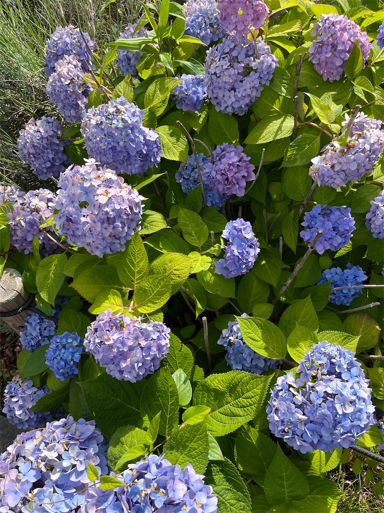 f:id:tanosinakama:20240609115642j:image