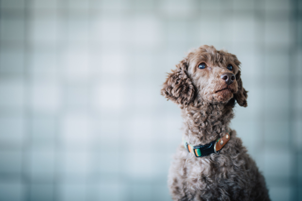 f:id:tanosuke888:20180403003224j:plain