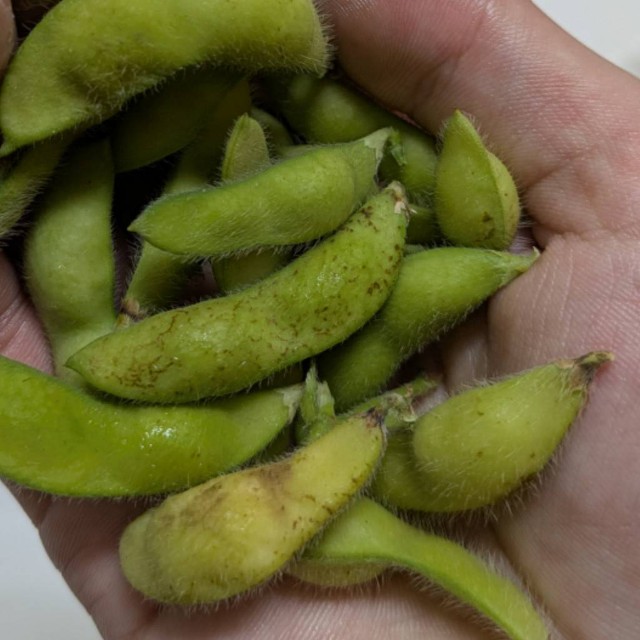 f:id:tanotanonikki:20250906122912j:image f:id:tanotanonikki:20250906122912j:image