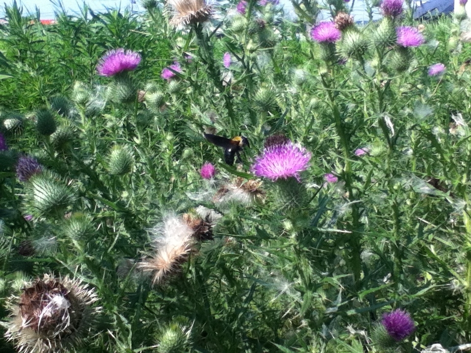 ノアザミの綿毛 それを楽しむ自分 たんぽぽの自己啓発的日常