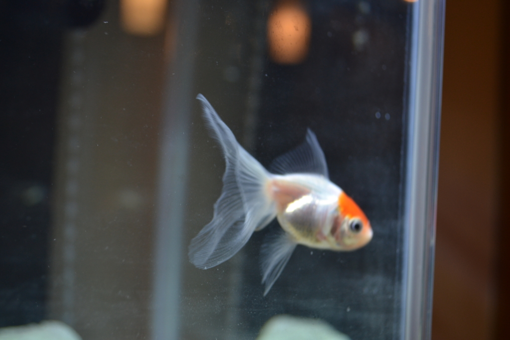 f:id:tanpopodaisakusen:20170823213238j:plain