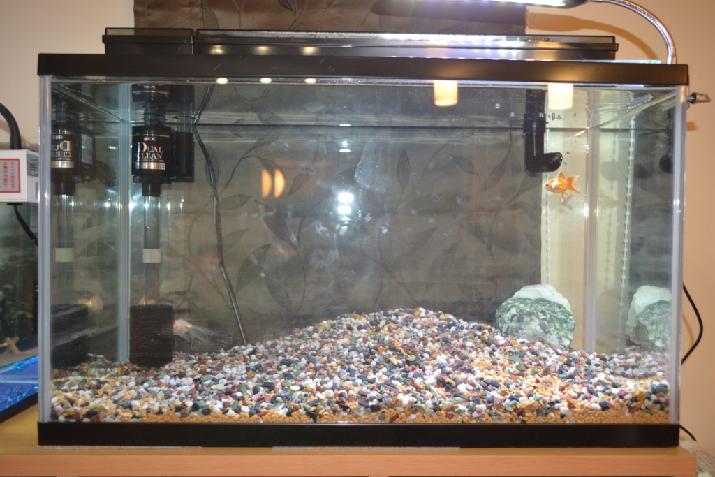 f:id:tanpopodaisakusen:20170823213452j:plain