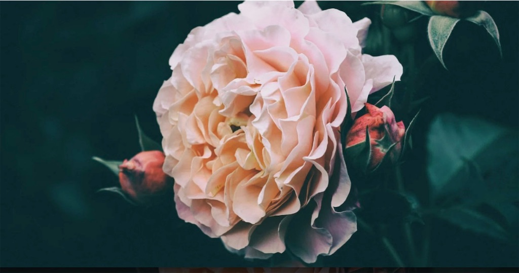 f:id:tanpoponeesan:20250811152110j:image