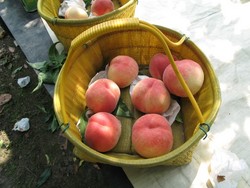 f:id:tanshin:20070805025846j:image